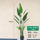 [1.4m] Bird of Paradise
