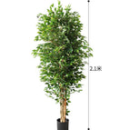[2.1m] Banyan Tree