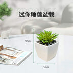 Mini water lily pot