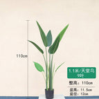 [1.1m] Bird of Paradise
