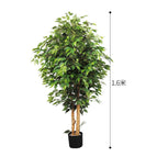 [1.6m] Banyan Tree