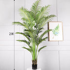 [2m] Multi-fork Fugui Kwai -21 Leaves