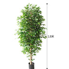 [1.8m] Banyan Tree
