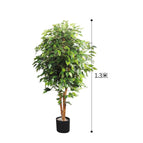 [1.3m] Banyan Tree