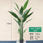 [1.6m] Bird of Paradise