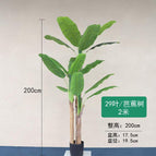 [2m] Banana Tree -3 Rods