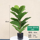 [0.6m] Qin Ye Rong